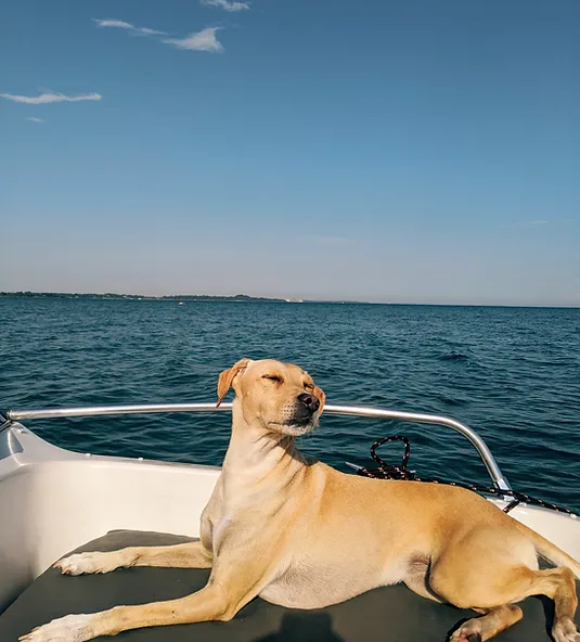 A dog in a boat